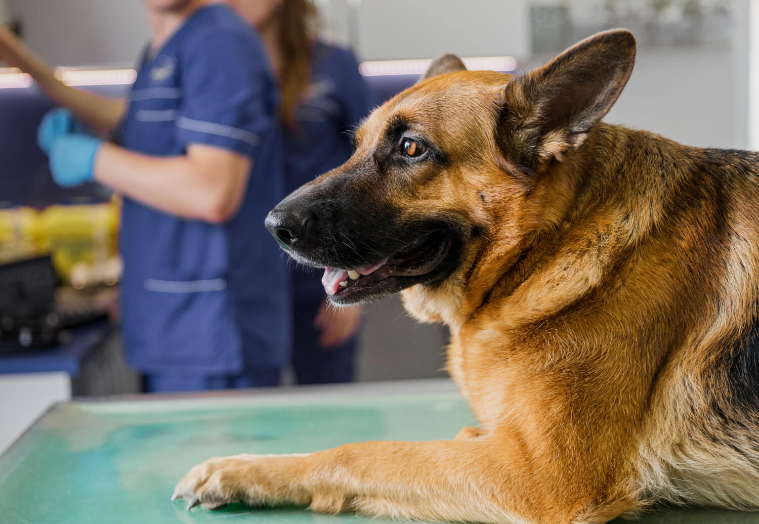 an older german shepherd laying on an examination table at the veterinarian