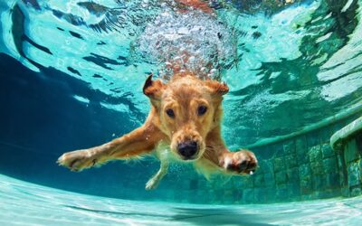 Keeping Your Canine Cool: Preventing and Recognizing Heat Exhaustion