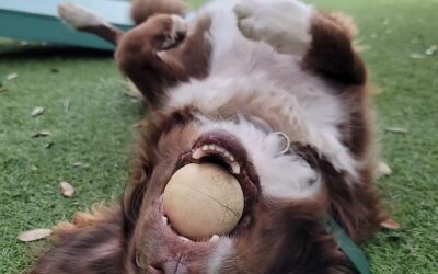 Discover the Benefits of Cold Laser Therapy for Your Pet at 2525 Sunset Veterinarians