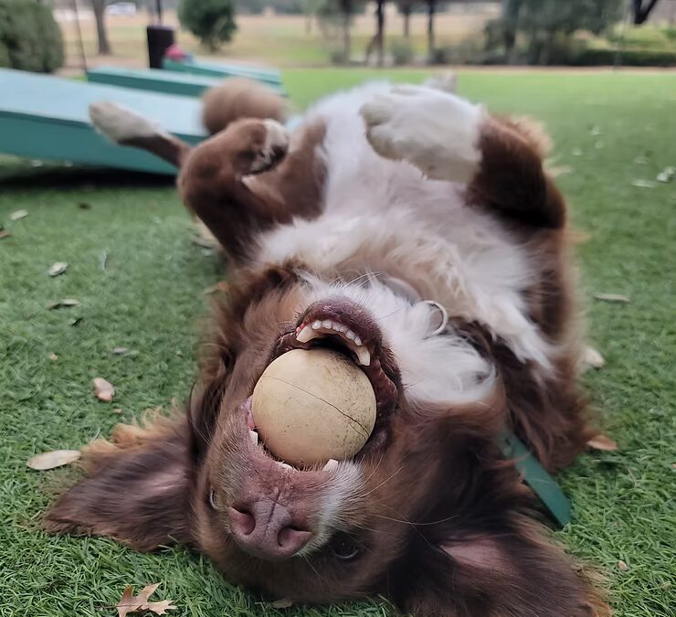 pet playing with ball outside