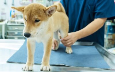 Identifying and Treating Joint Pain in Pets: How 2525 Sunset Veterinarians Can Help