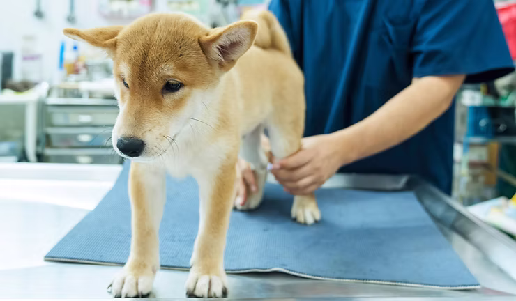 vet checking the pet at exam table