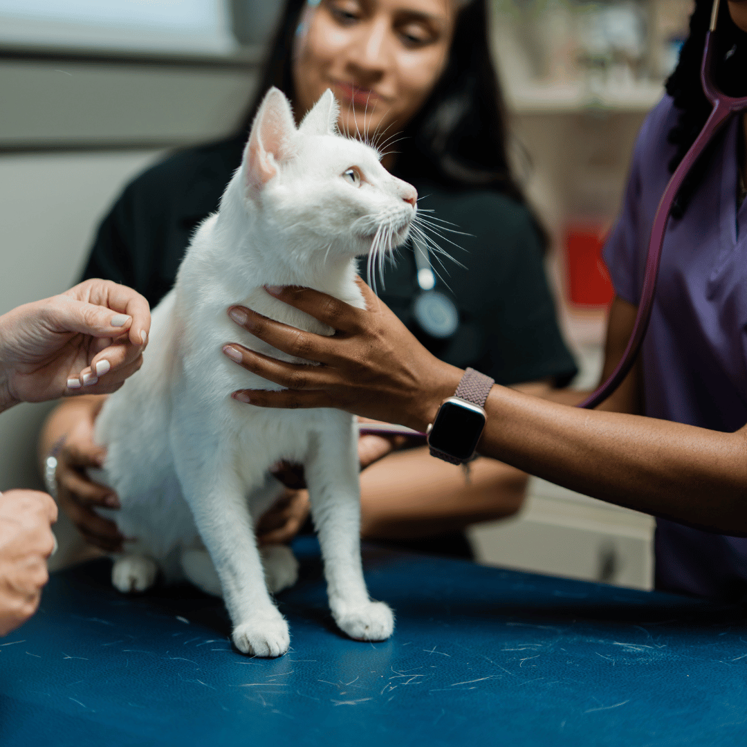 veterinary team examining a white cat