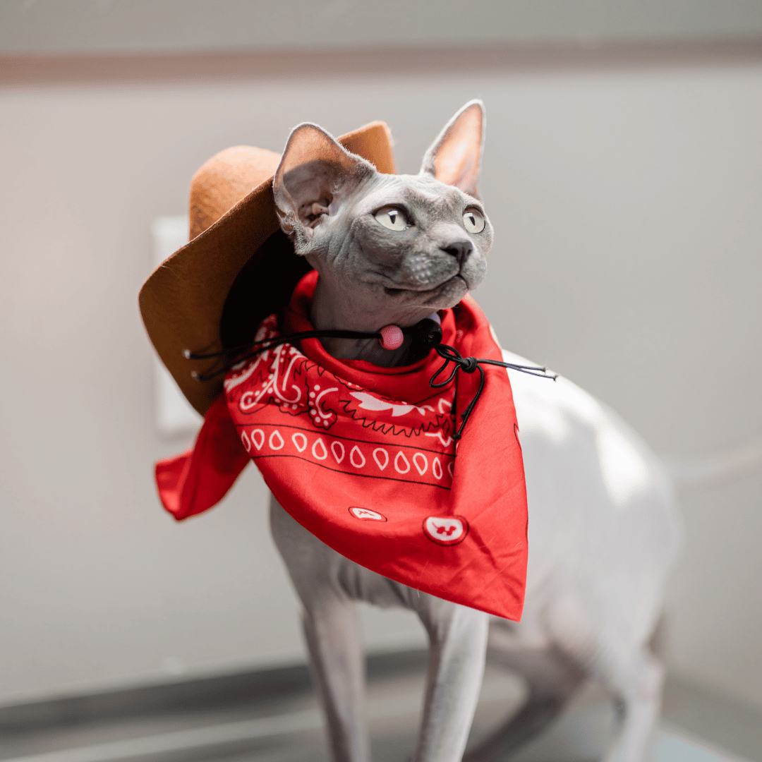 cat wearing a cowboy costume