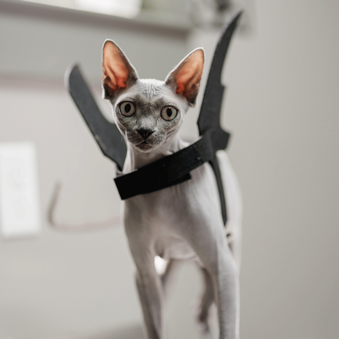 hairless cat wearing bat wing costume