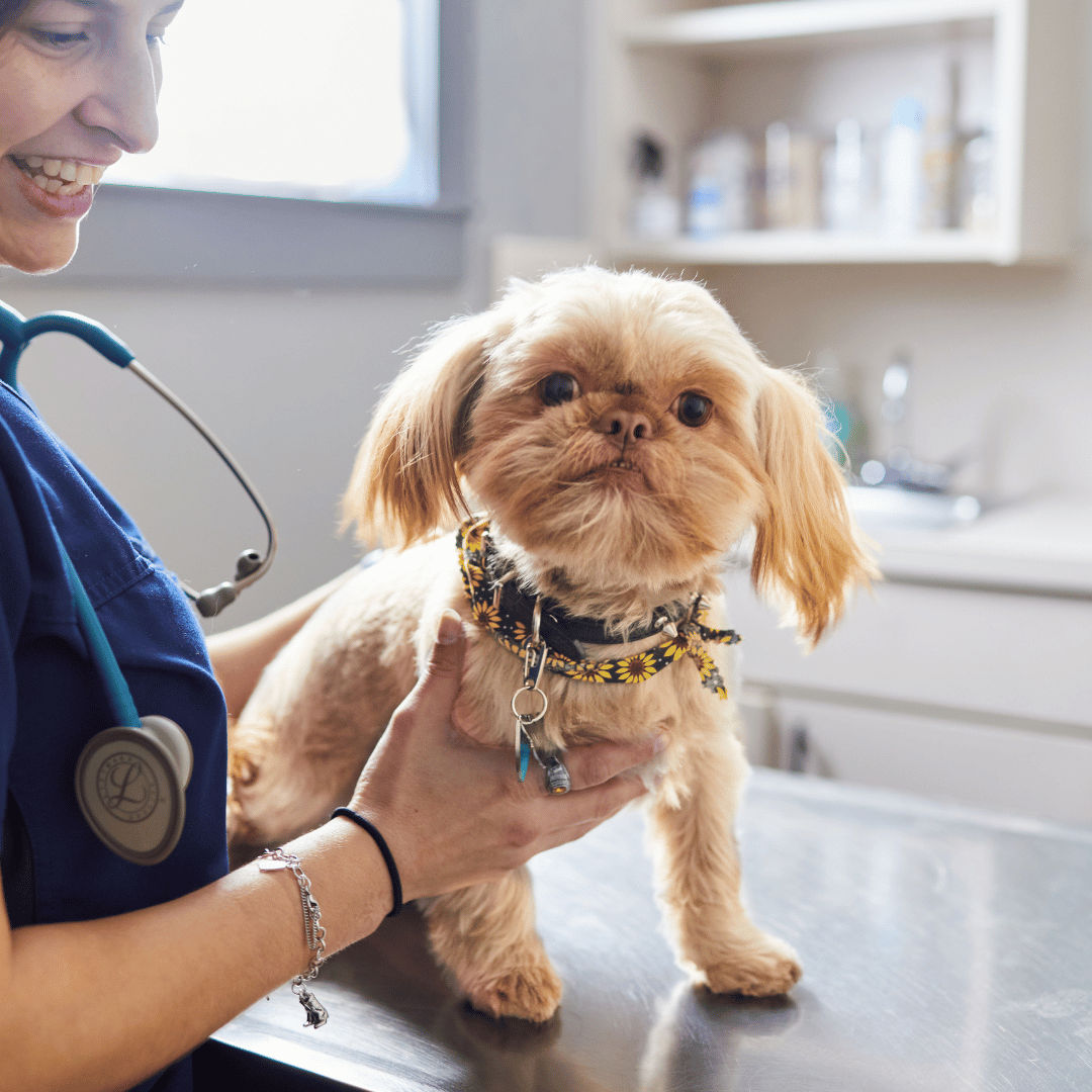 vet team examining a small tan dog